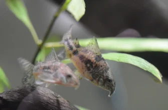 сомики коридорасы