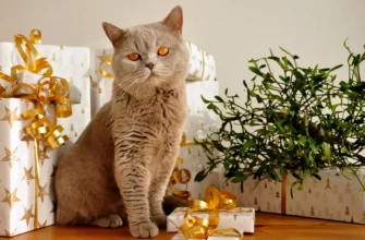 британская короткошёрстная кошка
