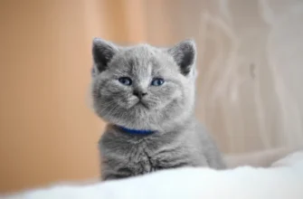 британский котёнок