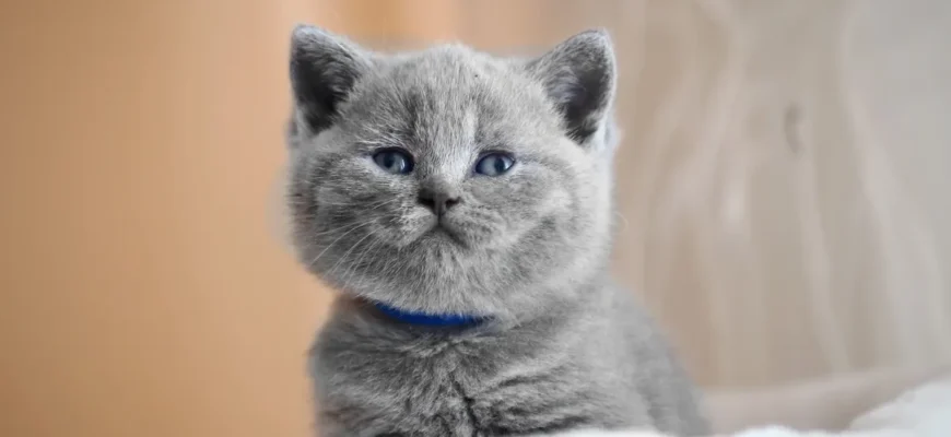 британский котёнок
