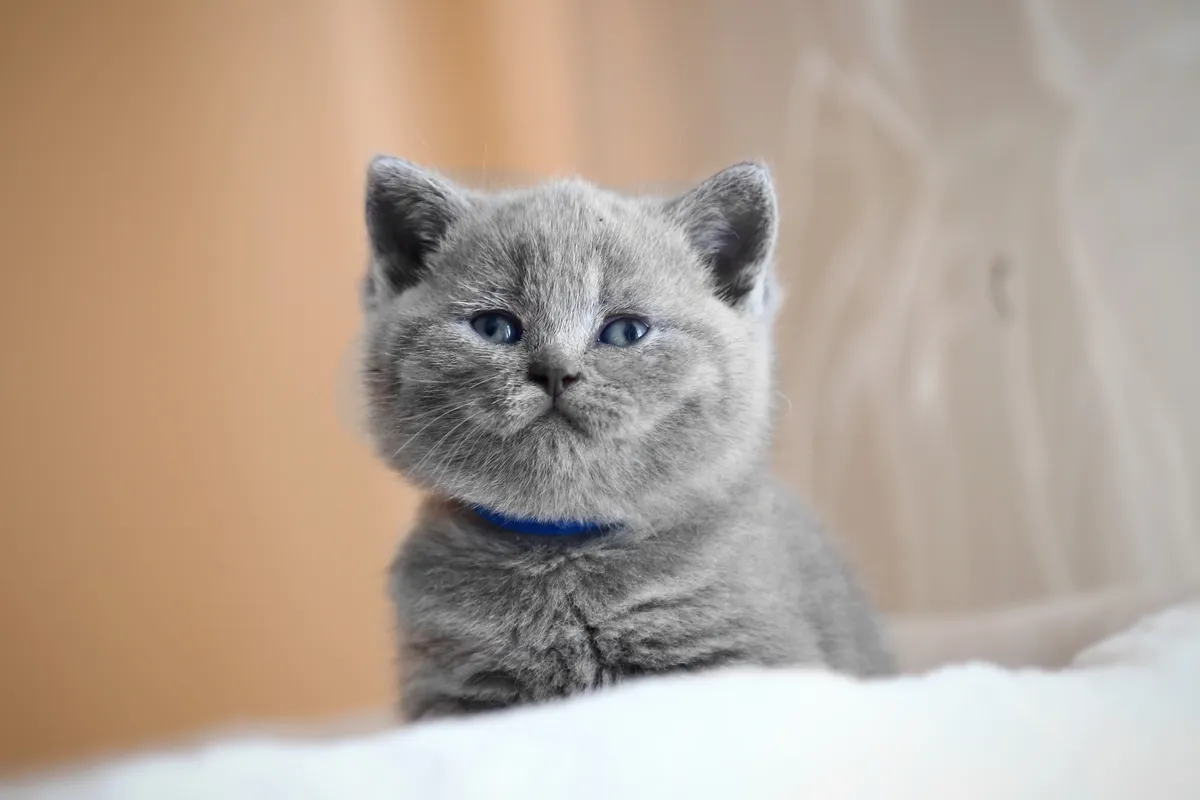 британский котёнок