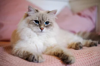 невская маскарадная кошка