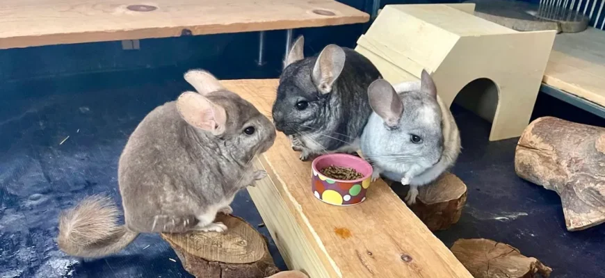 шиншиллы у миски с кормом