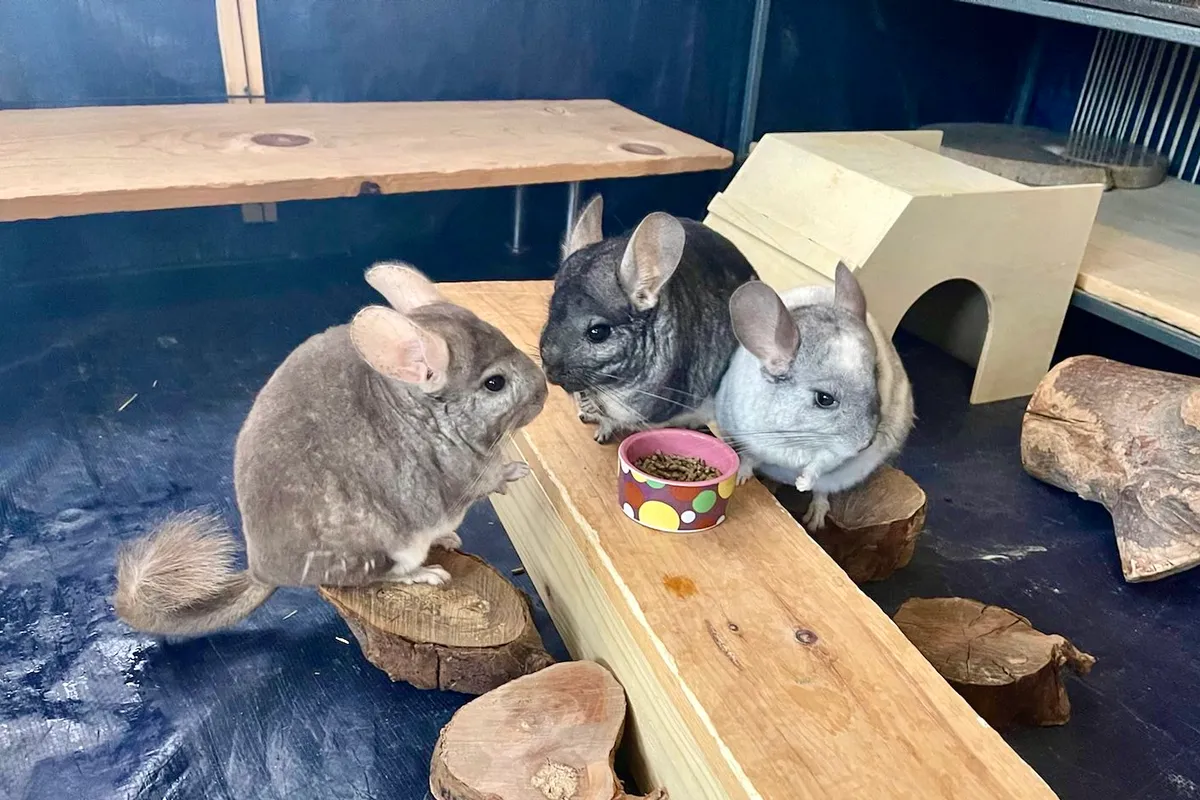 шиншиллы у миски с кормом