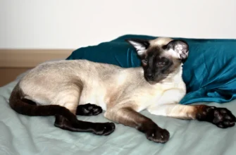 сиамская кошка