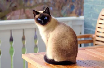 сиамская кошка сидит