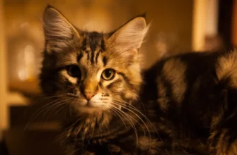 сибирская кошка