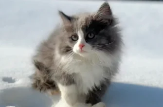 котёнок сибирской кошки на снегу
