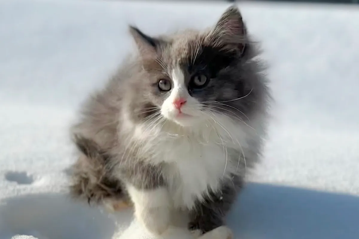 котёнок сибирской кошки на снегу