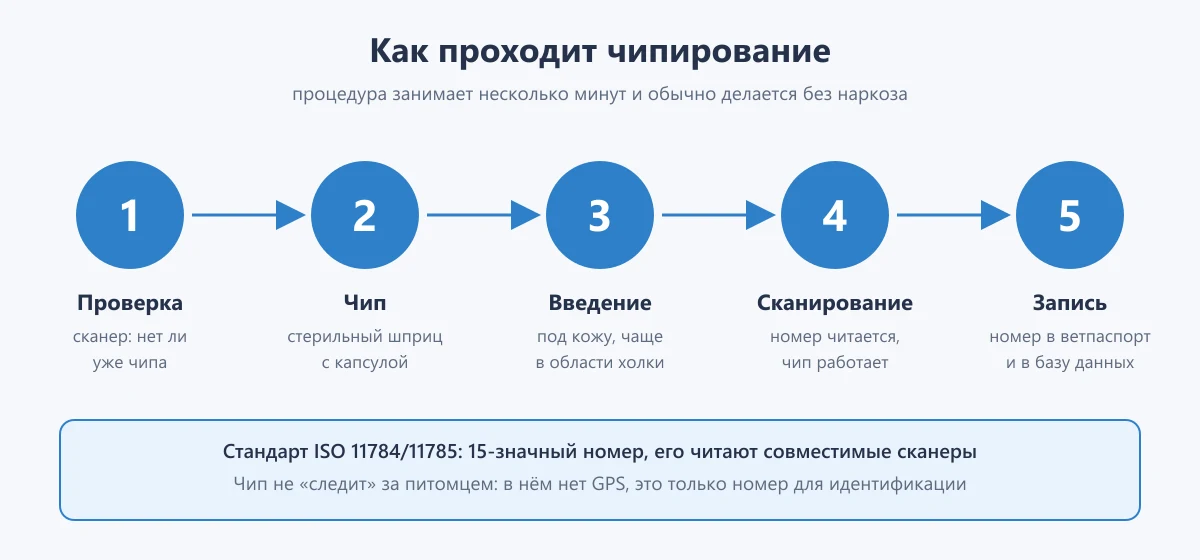 схема: этапы чипирования собаки или кошки