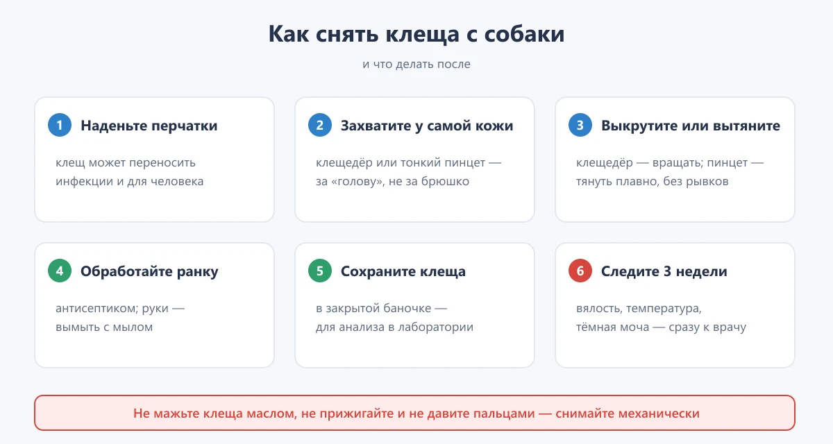 схема: как снять клеща с собаки по шагам