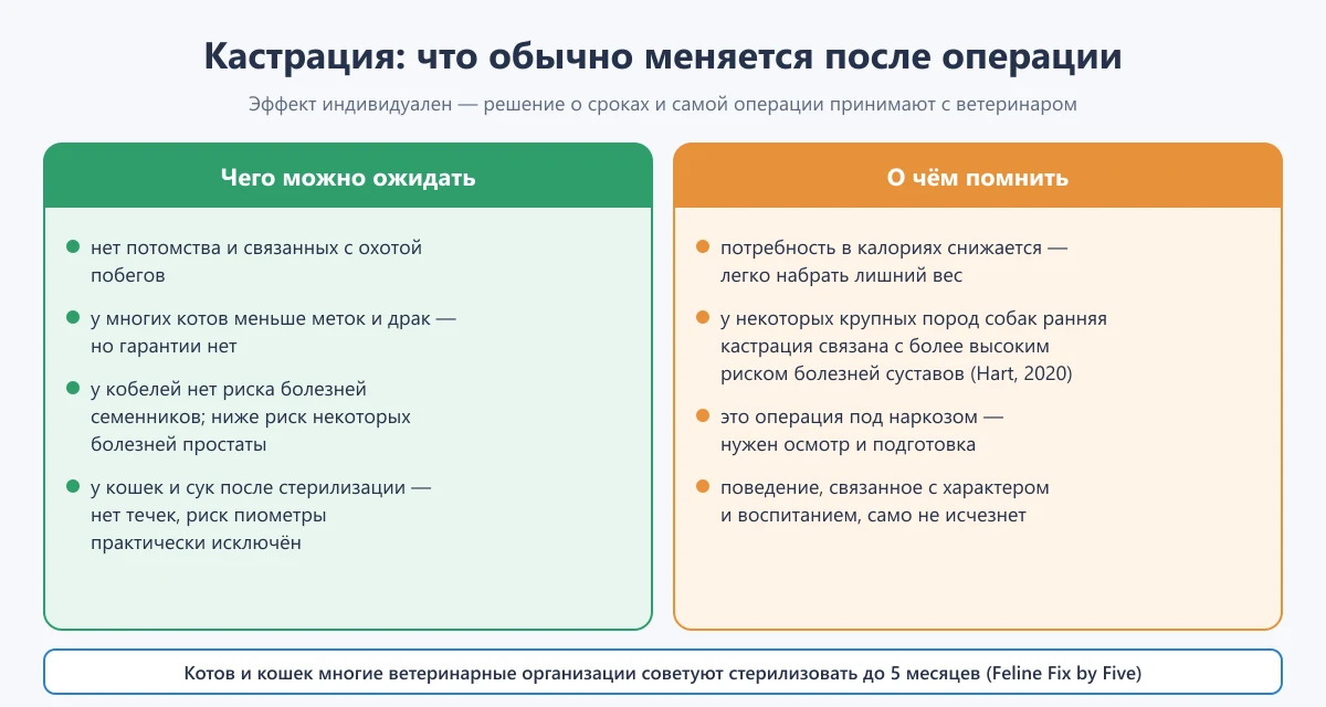 схема: плюсы и минусы кастрации кота и собаки