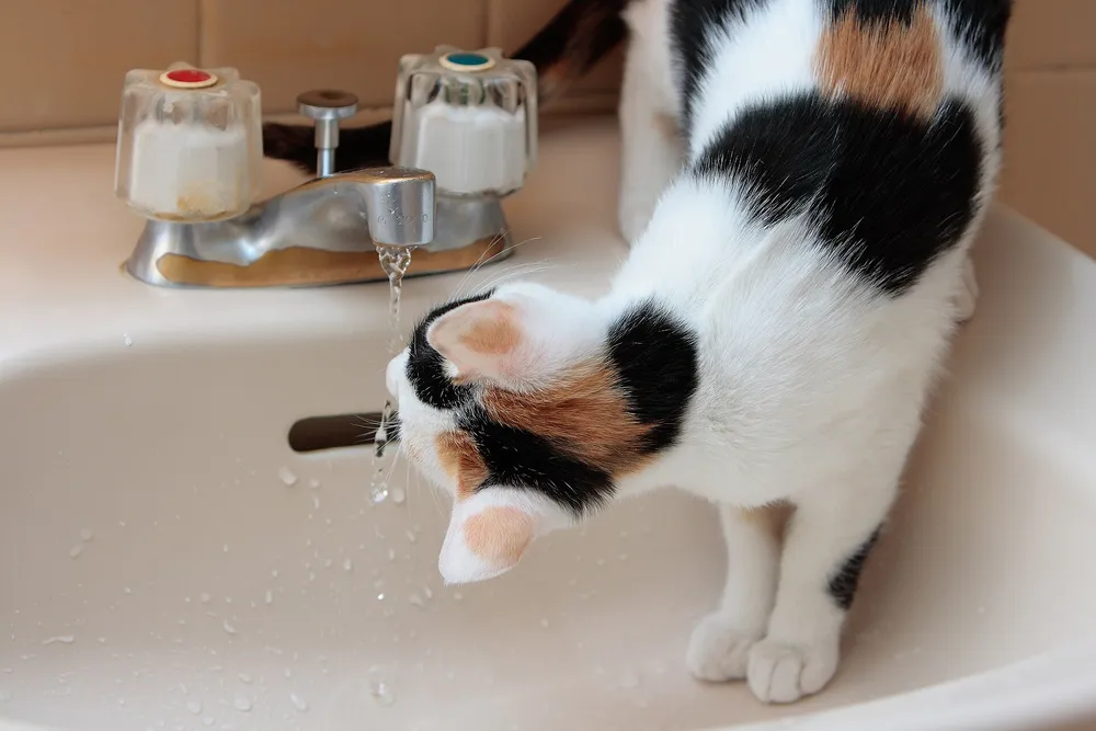 трёхцветная кошка пьёт воду из-под крана
