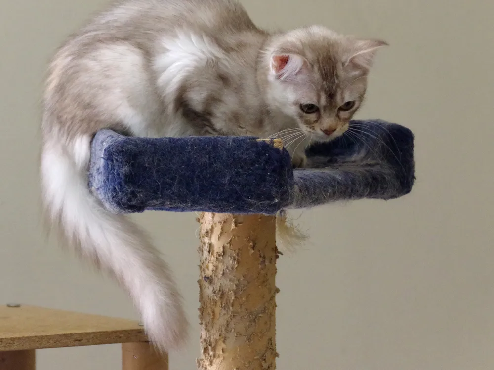 котёнок на когтеточке