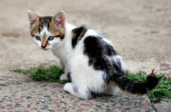 трёхцветный котёнок шести недель