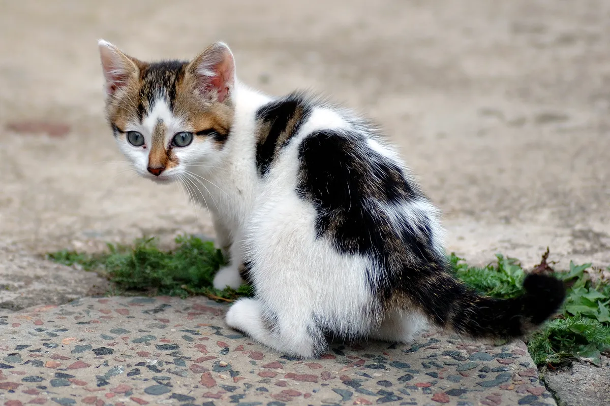 трёхцветный котёнок шести недель