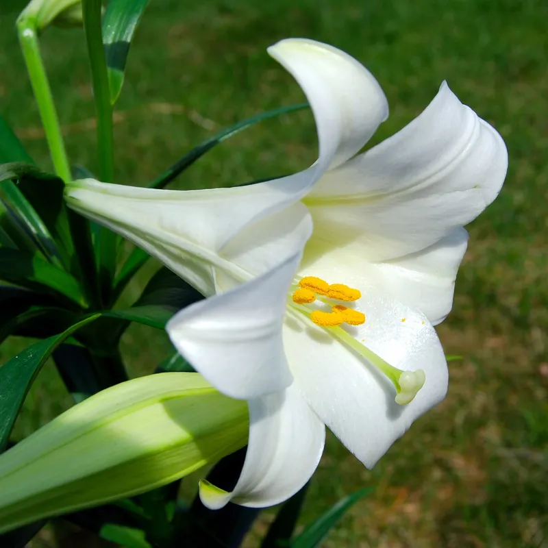 белый цветок лилии длинноцветковой Lilium longiflorum