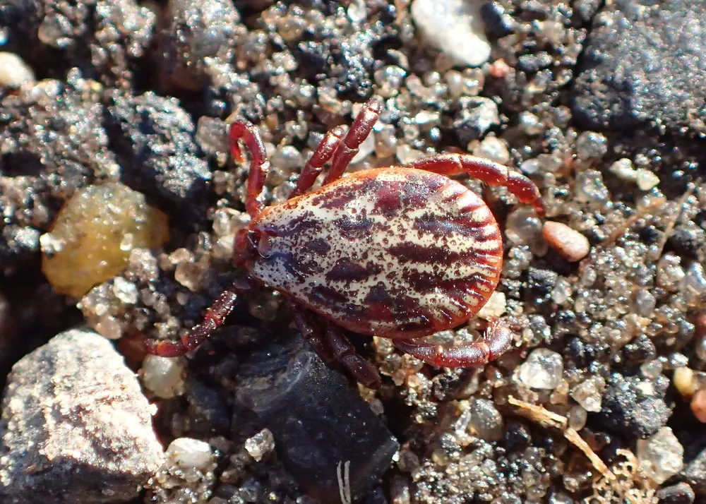 луговой клещ Dermacentor reticulatus с мраморным рисунком на спинке