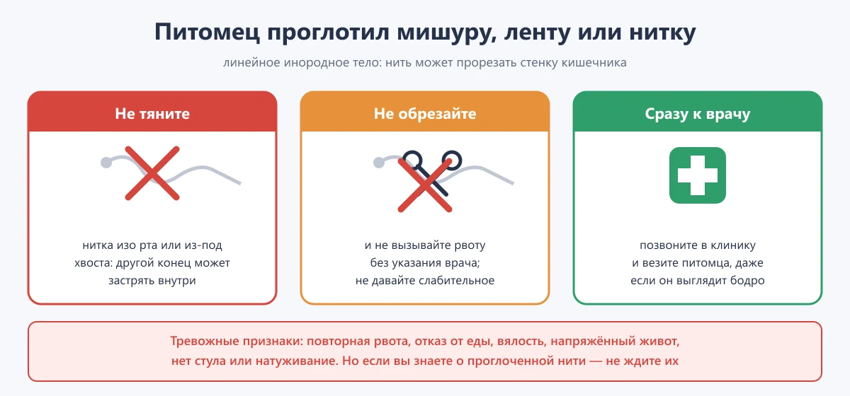 схема: что делать, если питомец проглотил мишуру или нитку — не тянуть, не обрезать, срочно к ветеринару