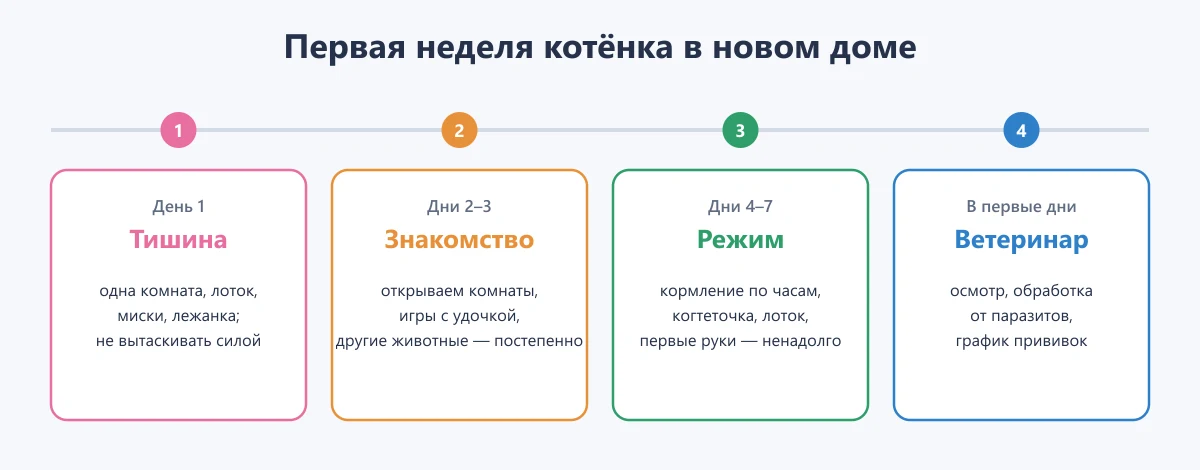 схема: первая неделя котёнка в новом доме по дням