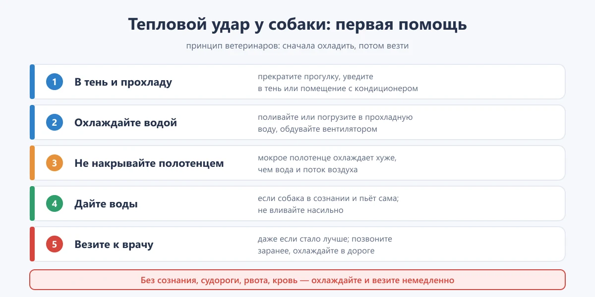 схема: первая помощь собаке при тепловом ударе по шагам