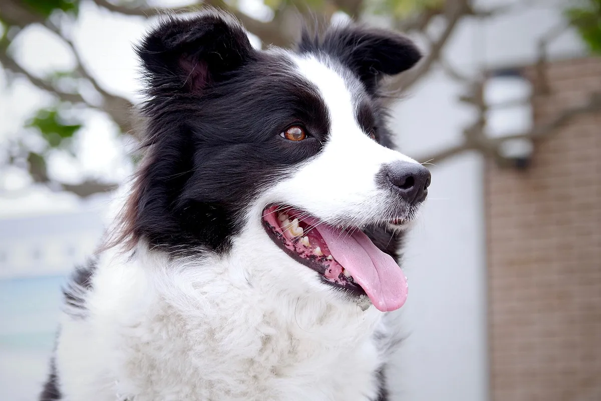 бордер-колли с высунутым языком тяжело дышит в летнюю жару