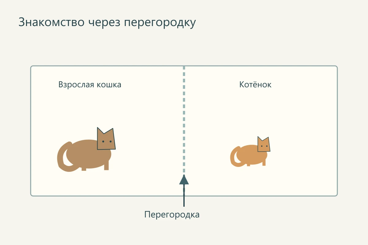 План знакомства кошек через перегородку с отдельными зонами