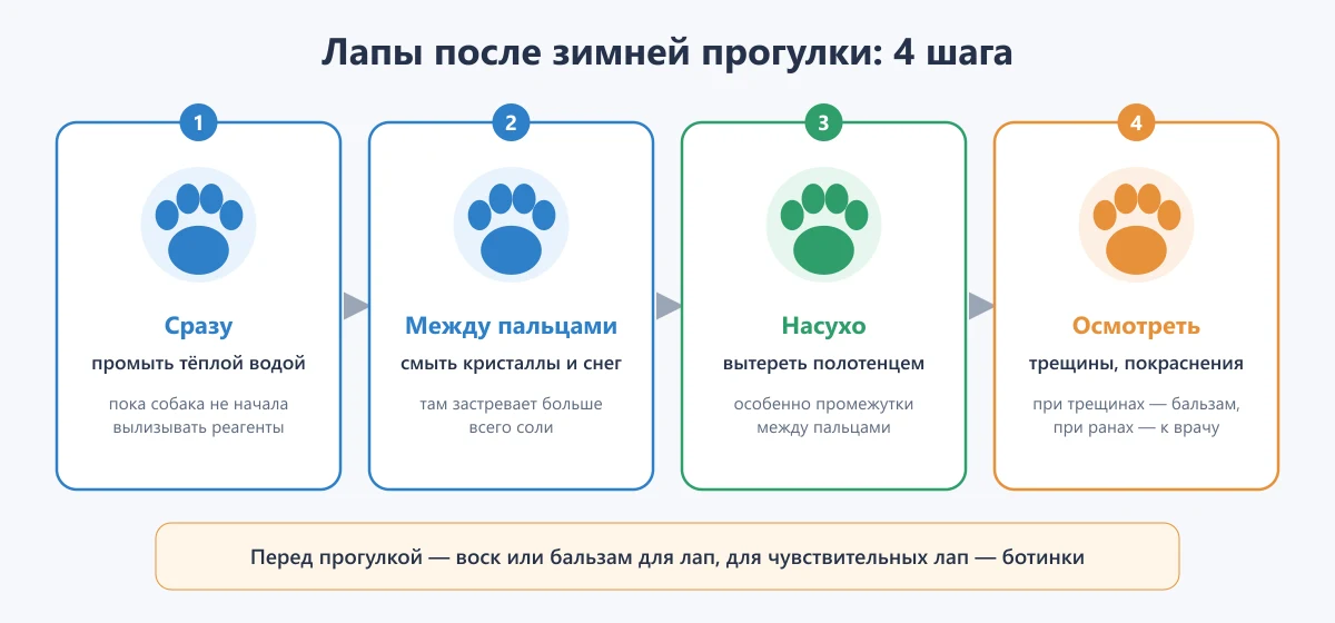 схема: как мыть лапы собаке после зимней прогулки